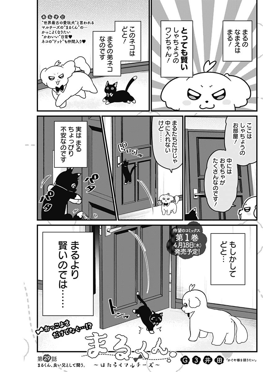 まるくん～はたらくマルチーズ～ 第29話 - Page 1