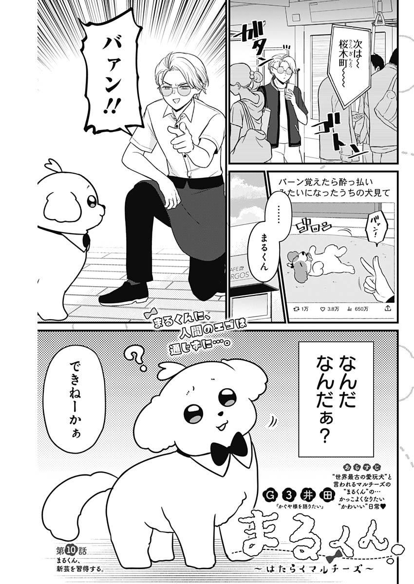 まるくん～はたらくマルチーズ～ 第10話 - Page 1